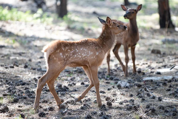 Природа. Deer Fawn (англійською). Бамбі. Білохвостий молодий рудий олень, капранол. Прекрасний жук дикої природи.. — стокове фото