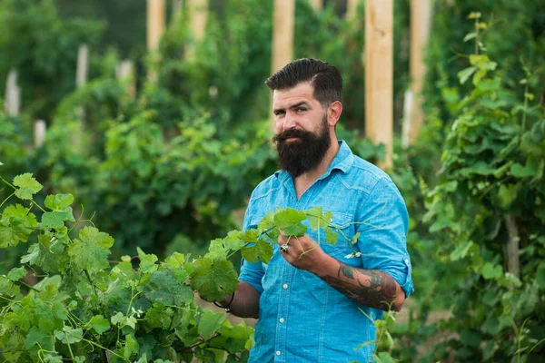 Wine making. Man grabbing grape in vineyard. Harvester cutting bunch of grapes in vineyard rows.