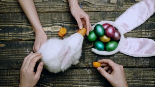 Paskalya reklamı. Yumurtalı tavşan. Beyaz tavşan havuç yer. Aile tavşanları. Bahar tatili kavramı. — Stok video