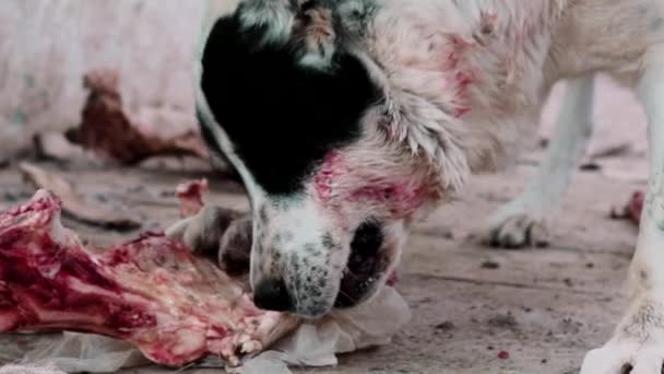 Hunde fressen Knochen. Stammbaum Eckzahn. Hundefutter. Alabai Hund mit Knochen. Gefährlicher wütender blutiger Alabai. — Stockvideo