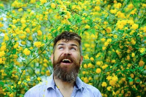 Hombre con expresión excitada en floreciente jardín con flores amarillas altas, concepto de felicidad. Florista masculino divirtiéndose en su huerto. Hombre barbudo disfrutando del día de primavera en el campo. — Foto de Stock