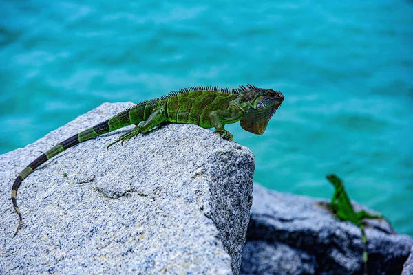 野生生物と自然、海洋イグアナ。動物トカゲイグアナ。アメリカイグアナ（American iguana）とも呼ばれる。. — ストック写真