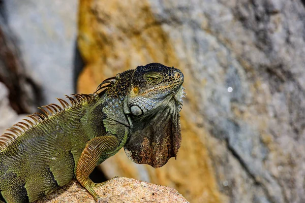 Green lizards iguana. Iguana dragon. — Stock Photo, Image