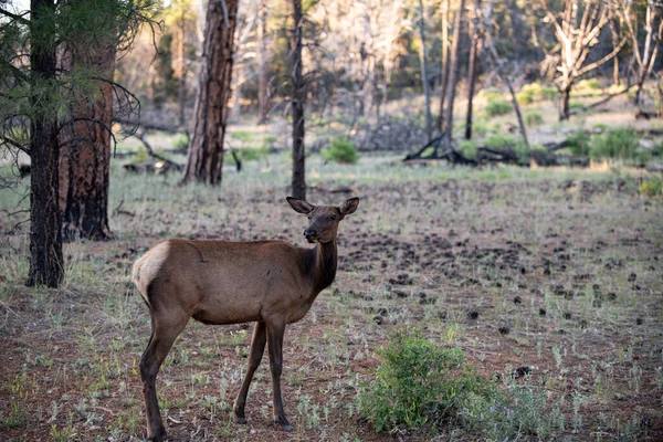 Veado Fawn, Bambi, Capreolus. Ovelhas jovens de cauda branca. Bela vida selvagem fanfarrão. — Fotografia de Stock