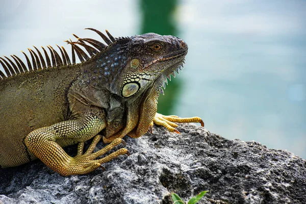 Closeup of green iguana. Tropical fauna concept. Lizard basking in the sun South Florida. — Stock Photo, Image