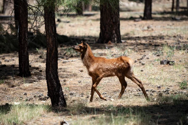 Animales del bosque. Venado Fawn, Bambi, capreolus. Reno joven de cola blanca. Hermosa fauna. —  Fotos de Stock