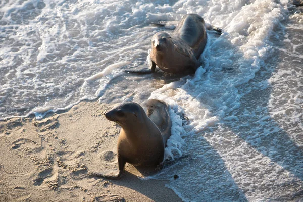 Leones marinos en San Diego, California. — Foto de Stock