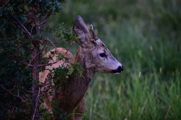 Ciervo de la naturaleza. Bambi Fawn. Ciervo, capreolo. Hermosa vida silvestre buck. —  Fotos de Stock
