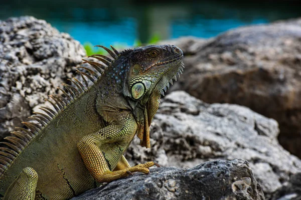 Närbild av grön leguan. Ödla sola i södra Florida. — Stockfoto