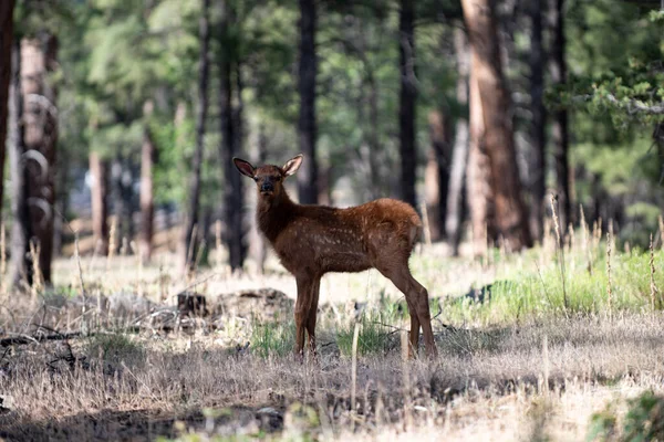 Bambi. Naturtierkonzept. Weißschwanz-Rehkitz. Reh, Ziegenbock. Schöner Wildbock. — Stockfoto