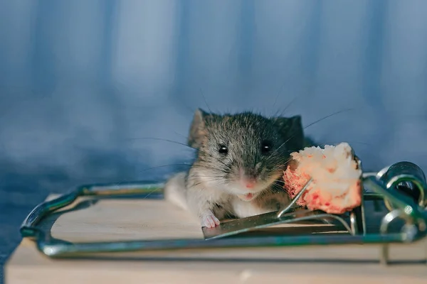 Rato cinzento bonito da casa ou rato na ratoeira com isca. — Fotografia de Stock