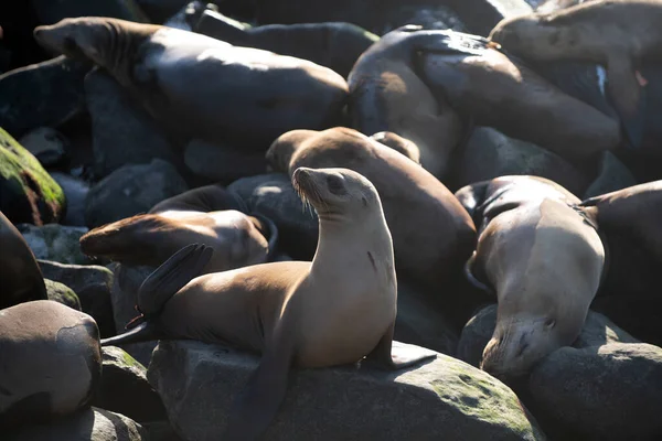 León marino, colonia de focas de piel descansando sobre la piedra. — Foto de Stock