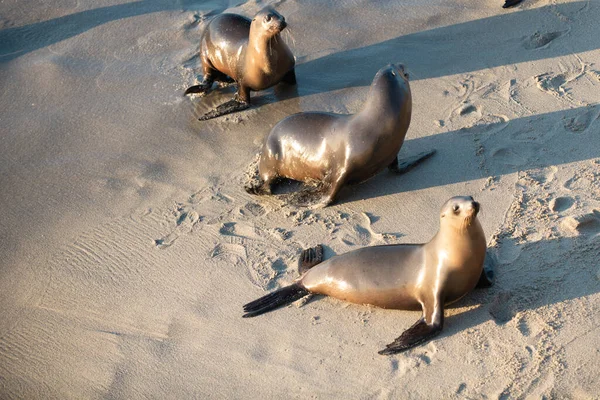 Focas del Cabo. Concepto de vida silvestre con lobo marino. — Foto de Stock