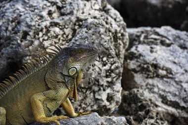 Güney Florida 'da güneşlenen yeşil iguana kertenkelesi. Amazon orman hayvanları.