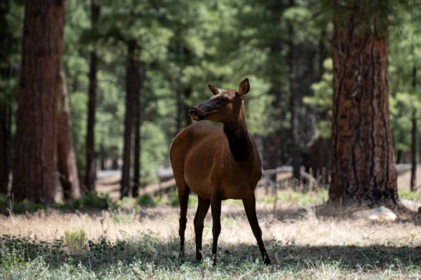 Naturaleza Ciervo Fawn en el bosque. Bambi, capreolo. Paloma joven de cola blanca. Hermosa vida silvestre buck. —  Fotos de Stock