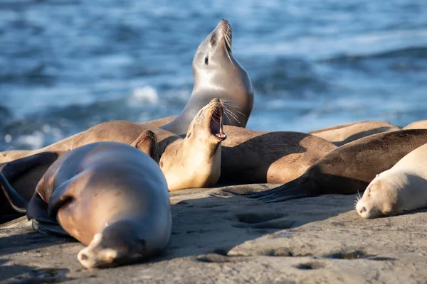 León marino, colonia de focas de piel descansando sobre la piedra. — Foto de Stock
