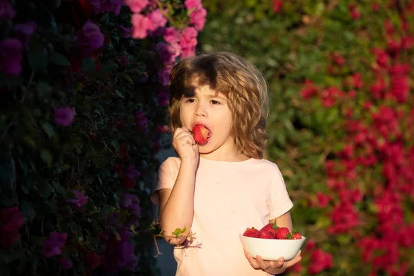 幸せな男の子イチゴを選んで食べています。かわいい子供がイチゴを食べる. — ストック写真