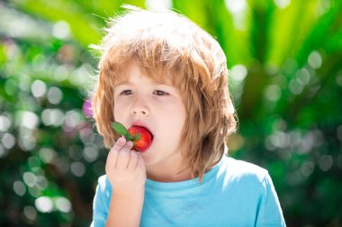Organik beslenme. Çocuklar taze organik çilek topluyor. Sevimli neşeli çocuk çilek yiyor. Okul çocuğu sağlıklı yiyecekler yiyor. Mutlu çocukluk kavramı.