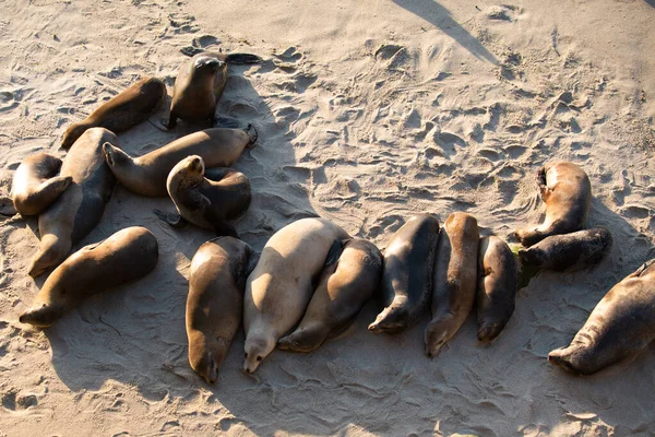 Focas del Cabo. Concepto de vida silvestre con lobo marino. — Foto de Stock