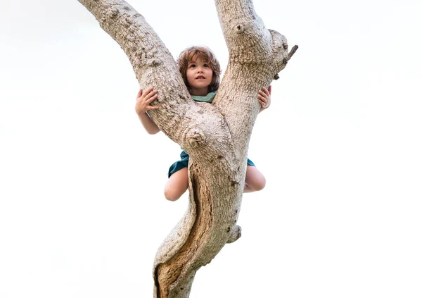 Kid climbing a tree sitting on tree branch, isolated on white. — Stock Photo, Image