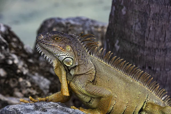 Closeup of iguana lizard basking in the sun South Florida. — Stock Photo, Image