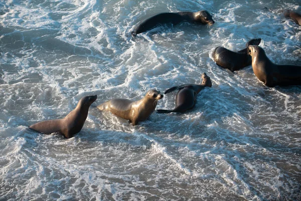 Foca del puerto. Las focas en las rocas. Leones marinos en el acantilado de La Jolla Cove en San Diego, California. — Foto de Stock