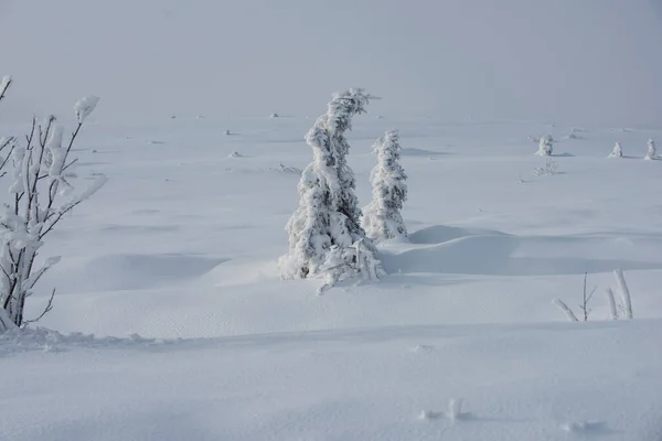 Tempestade de neve de inverno. Tempo nevado. Neve em árvores. — Fotografia de Stock