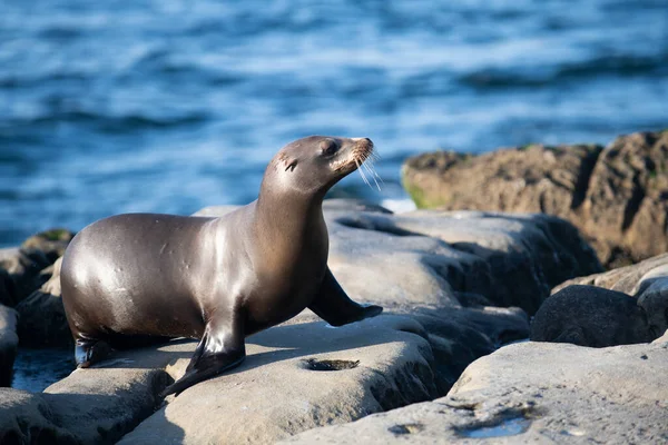 Sea Lions en el océano. Colonia de focas de piel, arctocephalus pusillus. — Foto de Stock