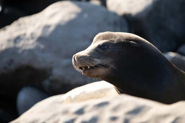 Primer plano de la foca antártica. Sea Lions en el océano. Colonia de focas de piel, arctocephalus pusillus. —  Fotos de Stock