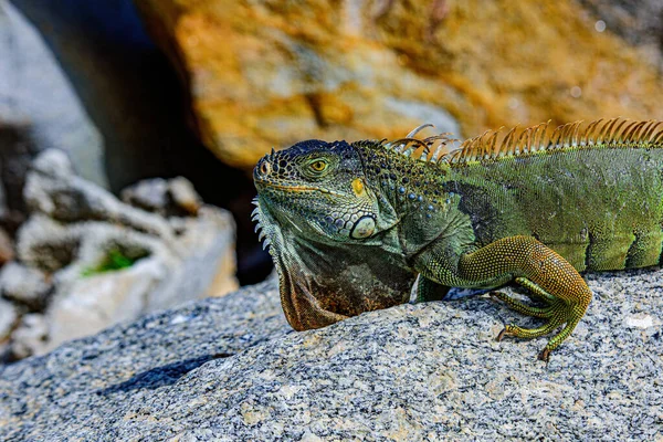 アメリカイグアナ(American iguana)とも呼ばれる緑色のイグアナ、イグアナ属のトカゲの草食性種。. — ストック写真