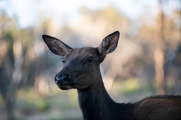 Venado de cola blanca Fawn. Concepto de animales salvajes. Bambi. Ciervo joven, capreolo. Hermosa vida silvestre buck. —  Fotos de Stock