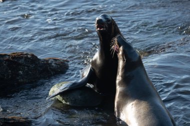 Deniz aslanı ve kürk fok kolonisi taşın üzerinde dinleniyor..