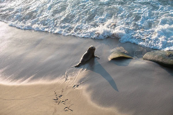 Leones marinos en San Diego, California. —  Fotos de Stock
