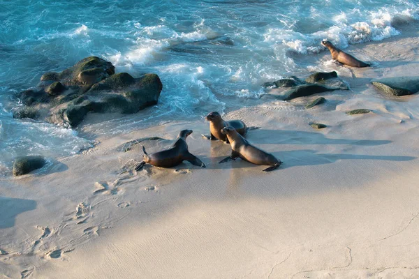 Sea Lions on the rocks in San Diego, California. — Stock Photo, Image