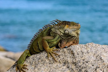 Kertenkele İguana, kertenkelelerin yaşadığı bir mağarada. İguana ejderhası..