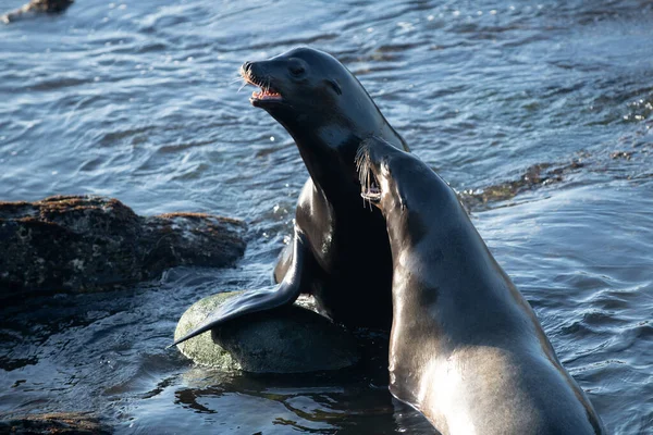 Focas del Cabo. Concepto de vida silvestre con lobo marino. —  Fotos de Stock