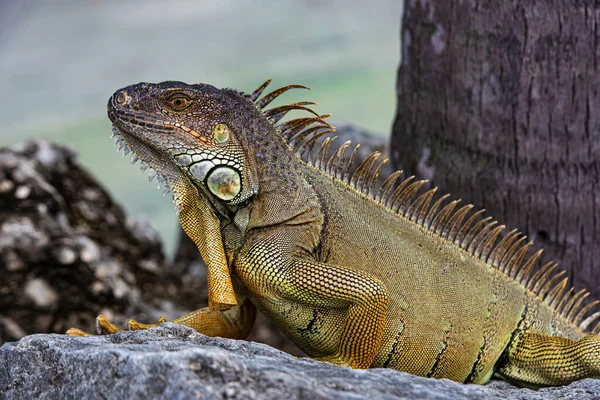 Closeup of green lizard iguana. Basking in the sun South Florida. — Stock Photo, Image