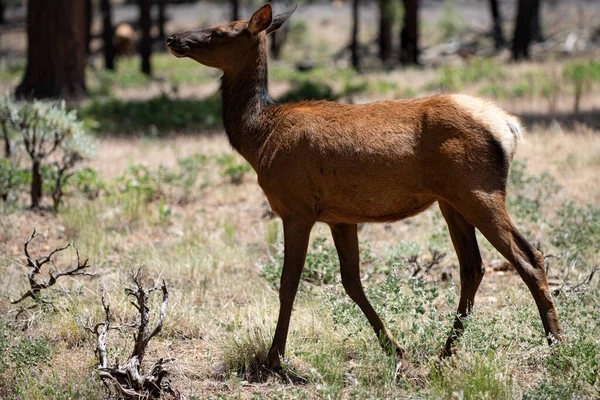 Herten in het bos. Bambi, capreolus. Witstaartjonge reeën. Prachtige wilde dieren. — Stockfoto
