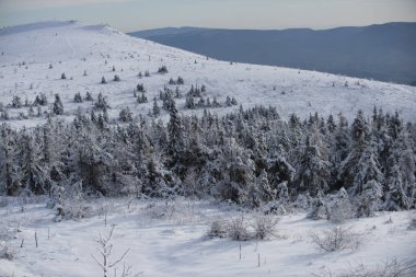 Kışın kırsalda karlı bir orman. Kar manzarası, Karlı dağlar. Ormanda kış