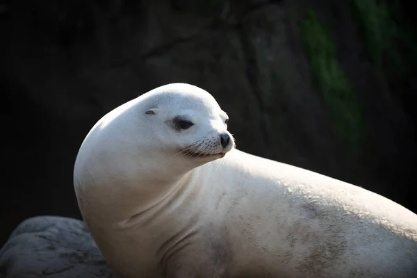 Fechamento do selo antártico. Fur Seal no retrato de areia. Leão marinho, colônia de focas de pele descansando na pedra. — Fotografia de Stock