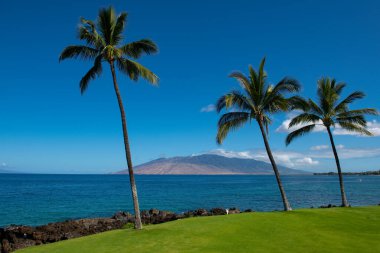 Plaj ve tropikal deniz. Renkli okyanus plajı. Berrak turkuaz su manzarası, Maldivler ya da Hawaii. Hindistan cevizi palmiyeleri.