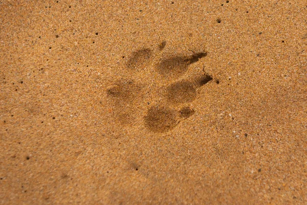 Empreintes de chien dans le sable. Empreinte animale sur sable. Espace de copie. — Photo