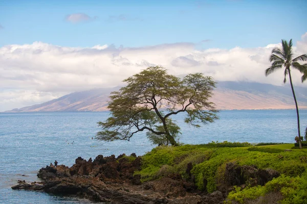 Palmiye ağaçları ve gökyüzü olan güzel bir sahil. Yaz tatili tatil geçmişi kavramı. Hawaii Cennet Sahili. Lüks seyahat yaz tatili geçmişi.
