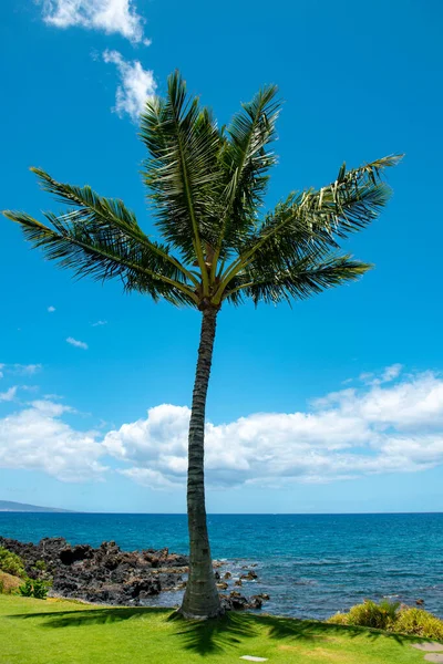 Hawaiian beach background. Enjoying paradise in Hawaii. Panorama tropical landscape of summer scenery with palm trees. Luxury travel vacation. Exotic beach landscape. Amazing nature, relax on nature. — Stock Photo, Image