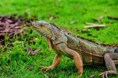 Yeşil iguana, iguana, iguana familyasından bir kertenkele sürüngendir. Ve alt familya Iguanidae 'de.