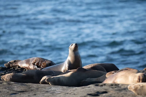 Foca del puerto. Las focas en las rocas. Leones marinos en el acantilado de La Jolla Cove en San Diego, California. — Foto de Stock