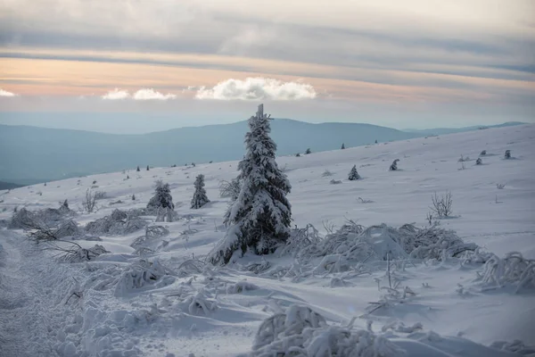 Clima nevado. Una tormenta de nieve en el bosque. Árbol de invierno. Temporada turismo viajes vacaciones. —  Fotos de Stock