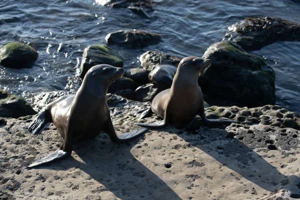 Kikötői pecsét. Fókákat jéggel. Oroszlánfókák a sziklán a La Jolla öbölnél San Diegóban, Kaliforniában. — Stock Fotó