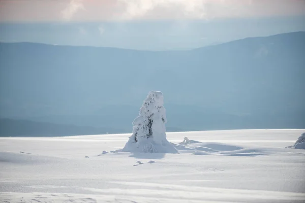 Paisaje invernal. Nieve en el árbol. Montañas nevadas de invierno. Tormenta de nieve en bosque. —  Fotos de Stock