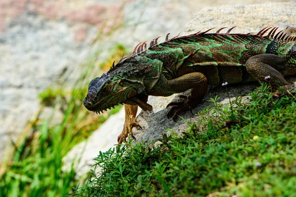 Lizard of the genus Iguana native to Central, South America. Iguana dragon. — Stock Photo, Image